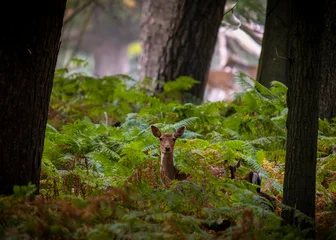 Hirsch / Reh in der Natur © Marcus Retkowietz