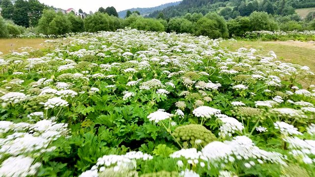 Thickets of Heracleum sosnowskyi  (Sosnowsky's hogweed) in the natural ecosystems of the Carpathians, in the Stryi River valley. The invasive, poisonous plant Sosnowsky's hogweed in natural ecosystems