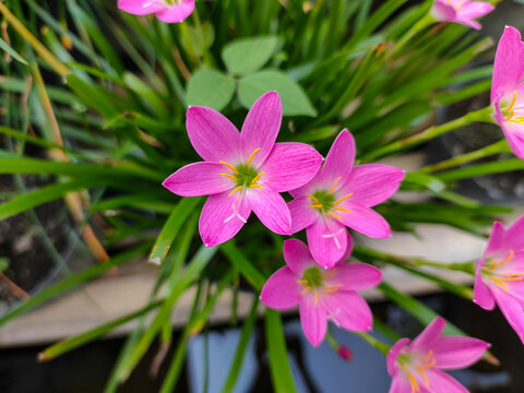 Pink rain lily flowers blooming in a garden