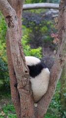 portrait of young panda hiding between high tree branches in the park, blurred greenary in background © ElizabethGo