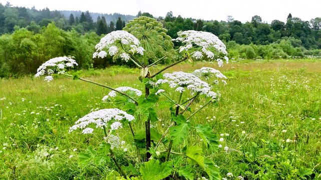 Thickets of Heracleum sosnowskyi  (Sosnowsky's hogweed) in the natural ecosystems of the Carpathians, in the Stryi River valley. The invasive, poisonous plant Sosnowsky's hogweed in natural ecosystems