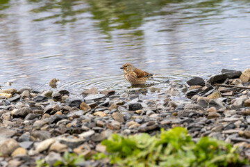 Obraz premium Common linnet standing in shallow water