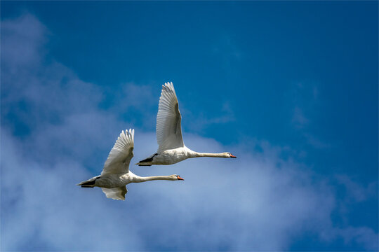 Schwan