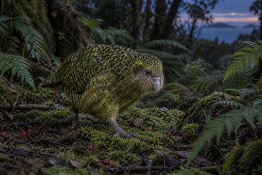 Flightless kakapo walking on mossy New Zealand forest floor