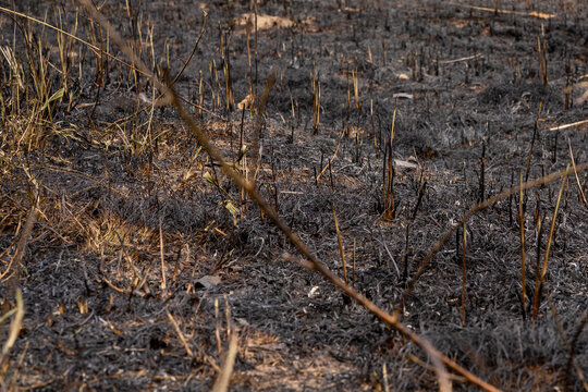 Close up of scorched earth and charred grass stems after a grassland fire
