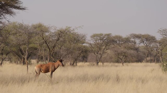 Common tsessebe, or sassaby (Damaliscus lunatus lunatus), in natural Kalahari-Nama Karoo transition habitat near Kimberley, Northern Cape, South Africa, showcasing African wildlife.