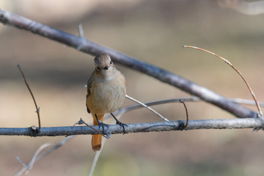 Cute Female Daurian Redstart Perched on Tree Branch Looking Curiously in Autumn Nature