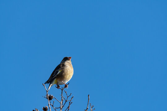 Small Wild Bird Oriental Greenfinch Perched on Tree Branch Top under Clear Blue Sky in Winter