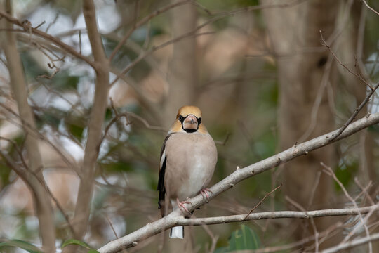 Hawfinch Perched on Tree Branch in Quiet Winter Nature
