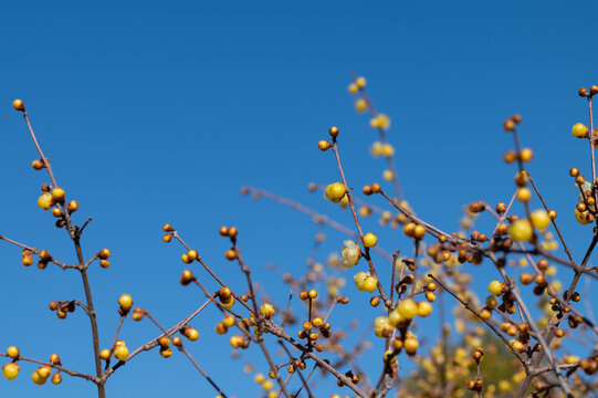 Yellow Wintersweet Flower Buds Blooming against Clear Blue Sky in Winter Nature