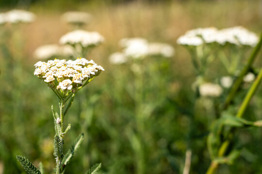 Close up of white yarrow flower (*Achillea millefolium*) blooming on a sunny meadow