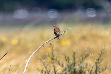Obraz premium Common linnet perched over a summer meadow