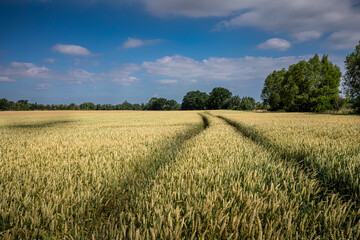 Obraz premium Wide angle view of a golden wheat field with tractor tracks under a blue summer sky