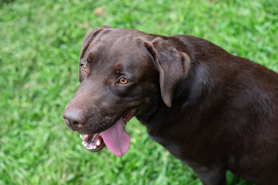 Portrait of black labrador dog