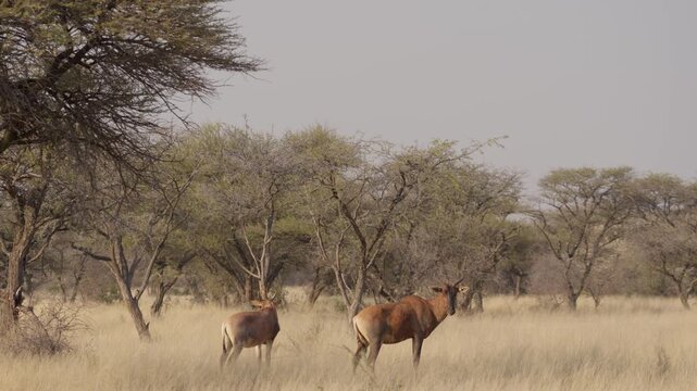 Common tsessebe, or sassaby (Damaliscus lunatus lunatus), in natural Kalahari-Nama Karoo transition habitat near Kimberley, Northern Cape, South Africa, showcasing African wildlife.