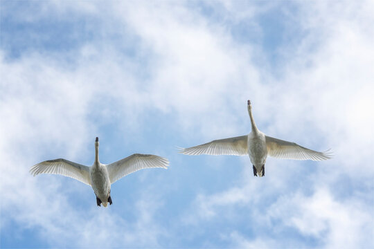 Schwan Flug