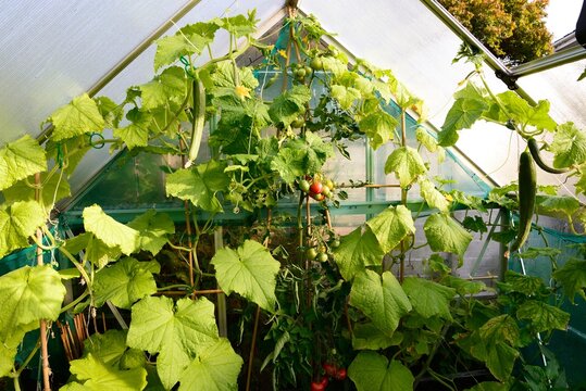 Tomato and cucumber plants growing in a greenhouse, Somerset, UK.