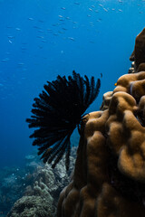 Black feather star crinoid attached to porites coral on tropical reef in deep blue ocean. © PIPE DIVE UNDERWATER