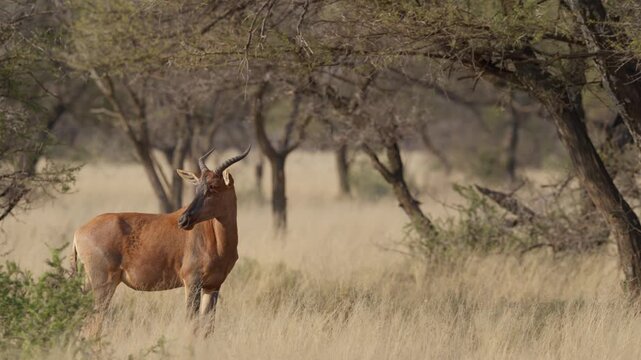 Common tsessebe, or sassaby (Damaliscus lunatus lunatus), in natural Kalahari-Nama Karoo transition habitat near Kimberley, Northern Cape, South Africa, showcasing African wildlife.