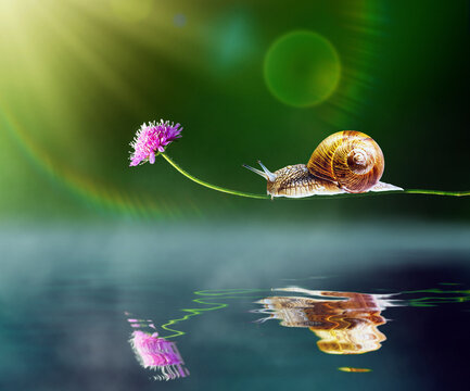 Snail on a thin flower stem reflecting in calm water on a sunny day