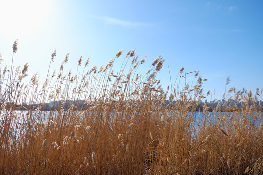 Dry reeds on riverbank against blue sky and city skyline