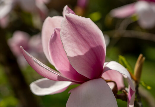 Wundersch&ouml;ne rosa violette Magnolien Bl&uuml;te im Garten, im Fr&uuml;hjahr, Symbol f&uuml;r Anmut, Sch&ouml;nheit, Reinheit, Weiblichkeit