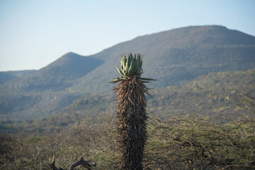 A tall bitter aloe plant with a thick trunk covered in dried leaves stands vertically in a semi arid landscape with another smaller aloe and rugged hills under a clear blue sky. © Gregory