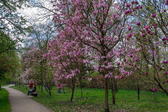 Besucher erfreuen sich an wundersch&ouml;nen rosa violette Magnolien Bl&uuml;te im Rosengarten in M&uuml;nchen, im Fr&uuml;hjahr