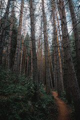 Atmospheric path through a coniferous forest with tall trunks and soft evening light. © Mikhail