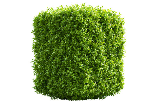 Green box hedge and corner shrub elements white with corner shrubs ornamental isolated on a transparent background