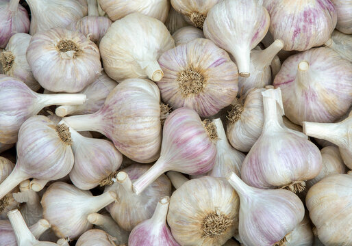  Garlic Bulbs. Bulbs of garlic at farmers market