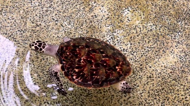 Yong sea turtle swimming in a clear rescue pool at a marine conservation nursery. This wildlife rehabilitation image features the endangered animal preparing for ocean release.