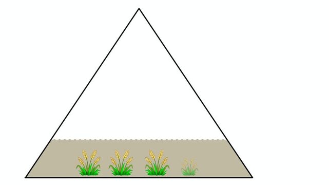 Animation of Ecological food pyramid illustrates distinct trophic levels, demonstrating biomass transfer from bottom producers to primary caterpillar, secondary bird, and tertiary eagle consumers