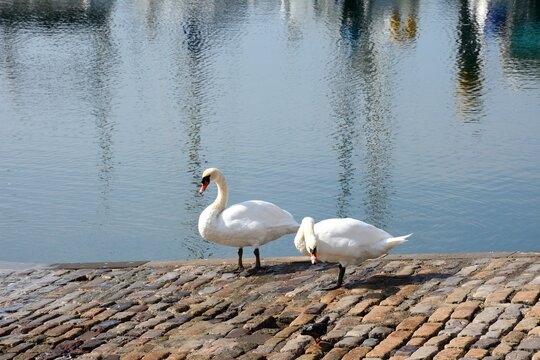 Two Mute Swans on the slipway in the marina, Torquay, Devon, UK, Europe.