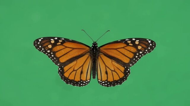 Monarch butterfly flapping wings on chroma key, orange insect animation on solid green background, natural science education resource, symmetrical overhead composition, slow motion loop