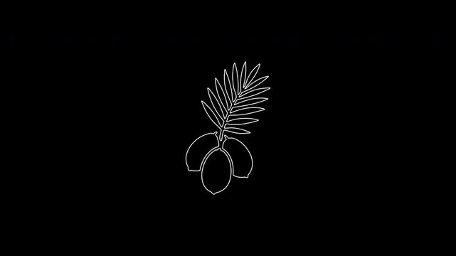 Self drawing coconut fruit continuous line animation