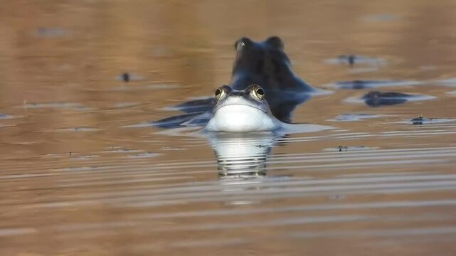 Frog facing camera while floating at calm pond water surface