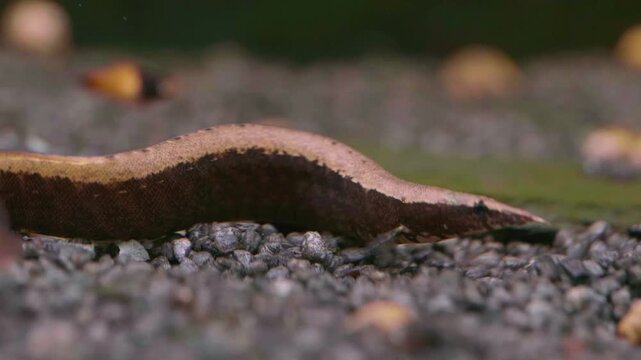 Macrognathus aral Spiny Eel on Aquarium Gravel 10