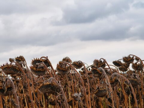 Row of dried ripe sunflowers bending under overcast cloudy sky with copy space