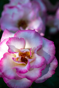 Primo piano di una coppia di rose in un giardino 
