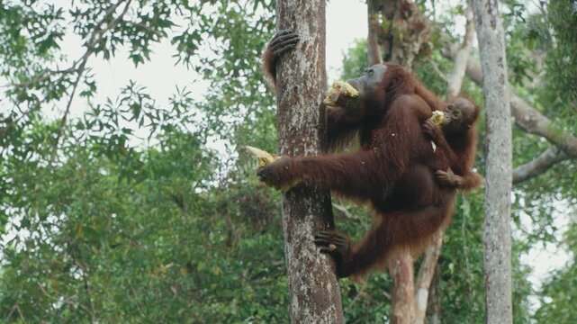 Baby orangutan eating corn while clinging to its mother as she climbs a tree through the tropical rainforest, a playful maternal wildlife moment filmed in slow motion at Tanjung Puting National Park, 