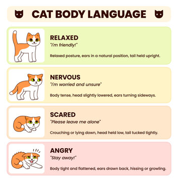 Feline body language educational infographic chart. Cat poses for different emotions: scared, angry, nervous, friendly. Cute cartoon vector illustration.