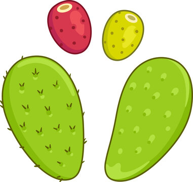 Nopal cactus paddle with spikes and peeled, and prickly pear fruit. National Mexican cuisine food ingredient. Hand drawn cartoon vector illustration.