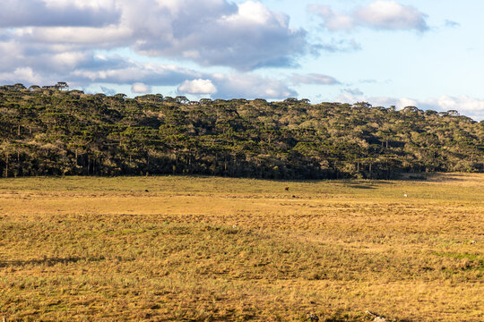 Cattle Farm and Araucaria Forest in Cambara do Sul, Brazil
