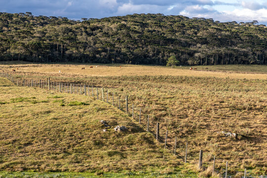 Cattle Farm and Araucaria Forest in Cambara do Sul, Brazil