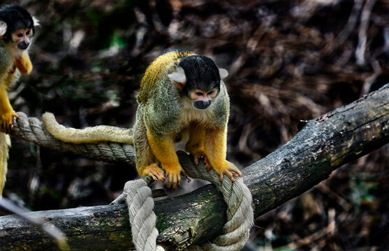Common squirrel monkey on the rope. Latin Name - Saimiri scuireus