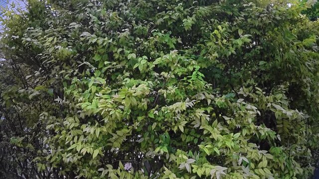 tree