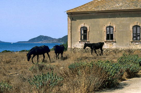 three dark, free-roaming horses grazing in a dry, scrub-covered field next to a weathered, pale-stucco building with dark arched shutters on Asinara Island, located off the northwest coast of Sardinia