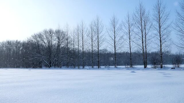 A row of bare trees stands in a snowy winter field
