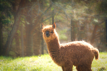 Young Brown Alpaca with Thick, Fluffy Fleece © Ruth P. Peterkin
